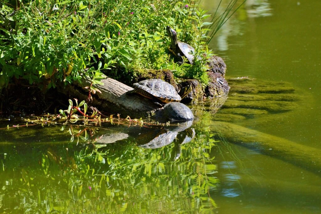 The Science Behind Isolation Ecology of Hidden Islands